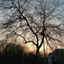 Tree and sky 2