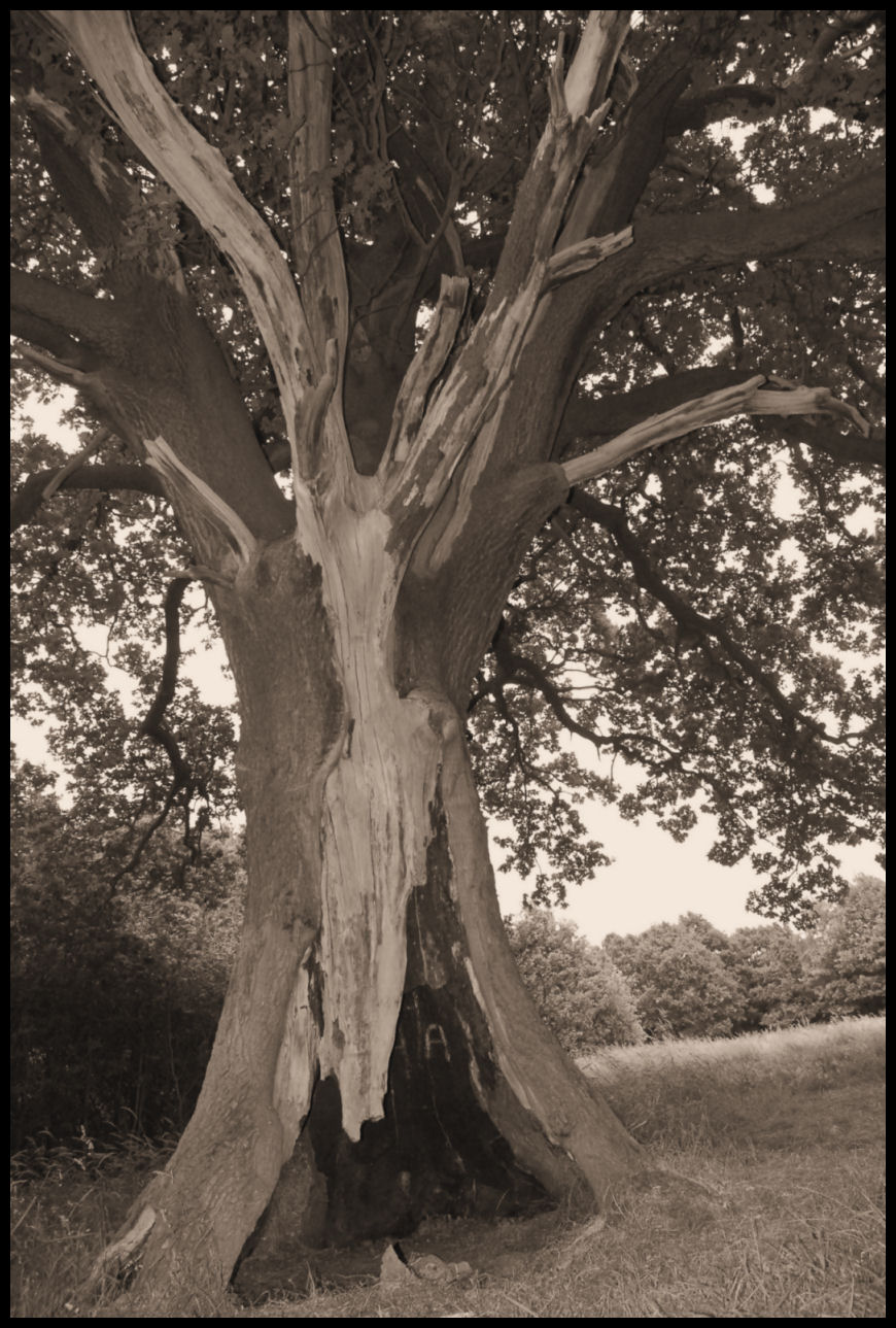 Old Hollow Tree