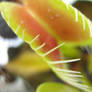 Venus Fly Trap