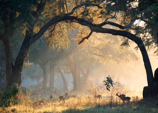 sunrise at old mondoro Zambia