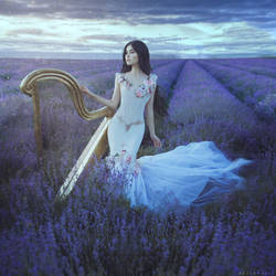 Lavender nocturne