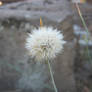 Flower in the ruins of Rome