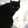 Cat in Snow 04