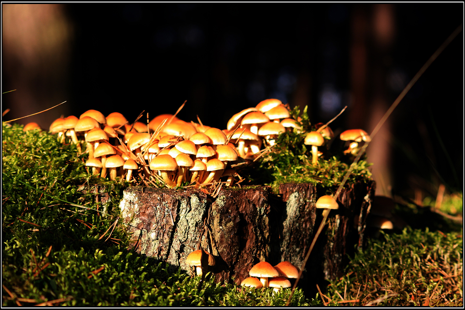 Mushroom Castle