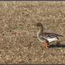 Greylag Goose