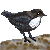 White-throated Dipper