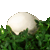 Giant Puffball