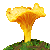 Chanterelle