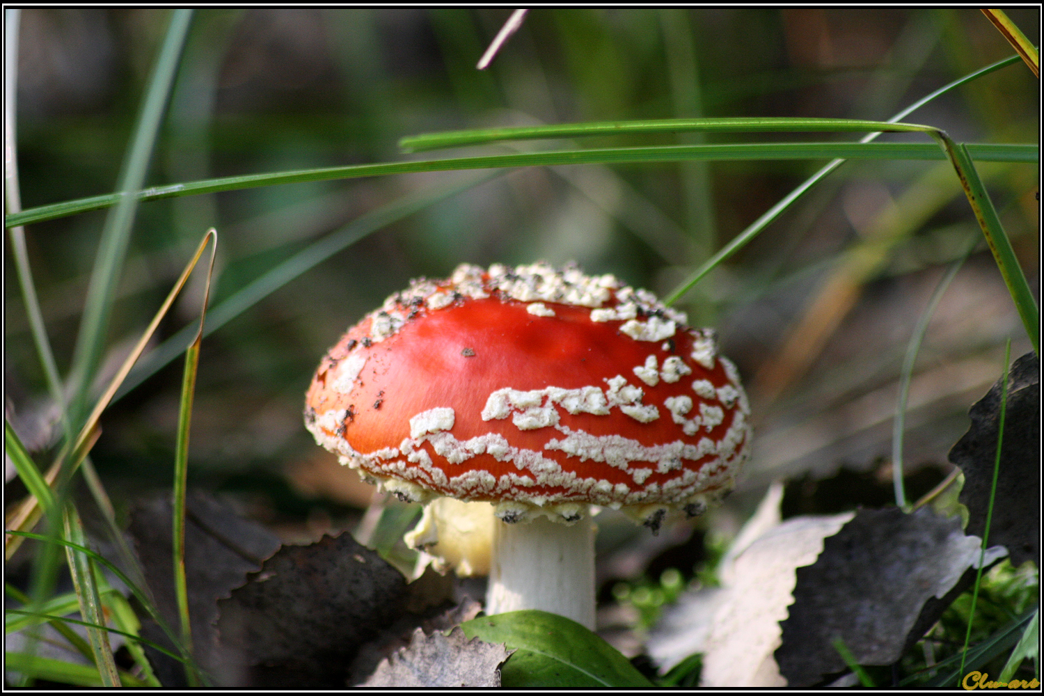 Autumn Picks: Poisonous Fly