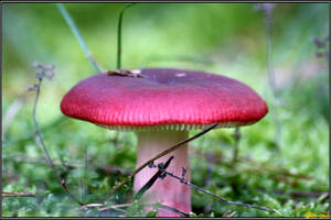 Radiant Red Russula