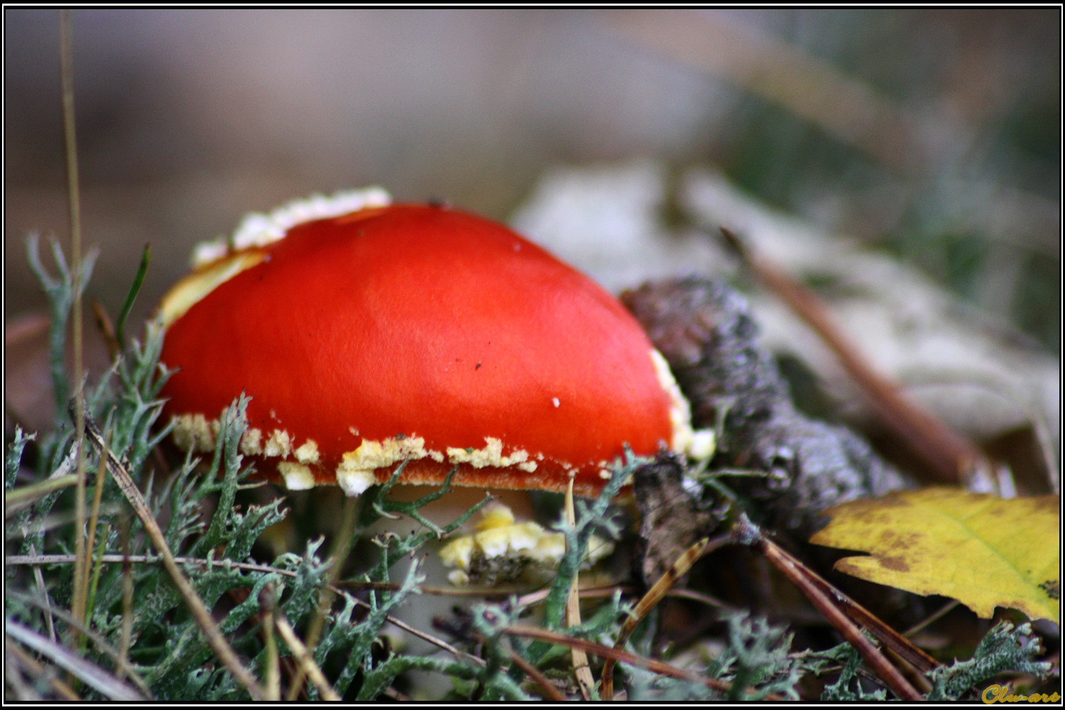 Autumn Picks: Last Fly of the Year