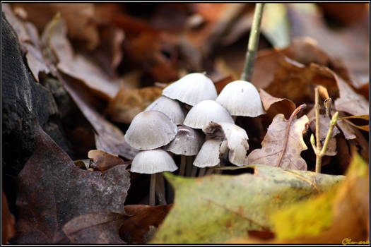 Autumn Picks: Foliage Fungi