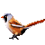 Bearded Reedling