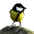 Great Tit