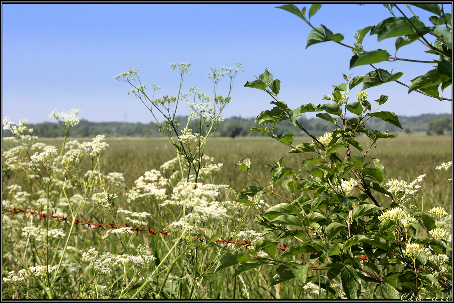 Along the Field