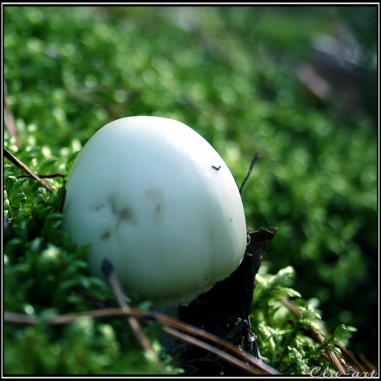 Autumn Picks: Forest Egg