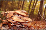Autumn Picks: Mushroom Flakes