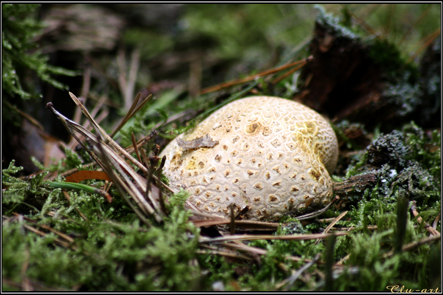 Autumn Picks: Forest tuber