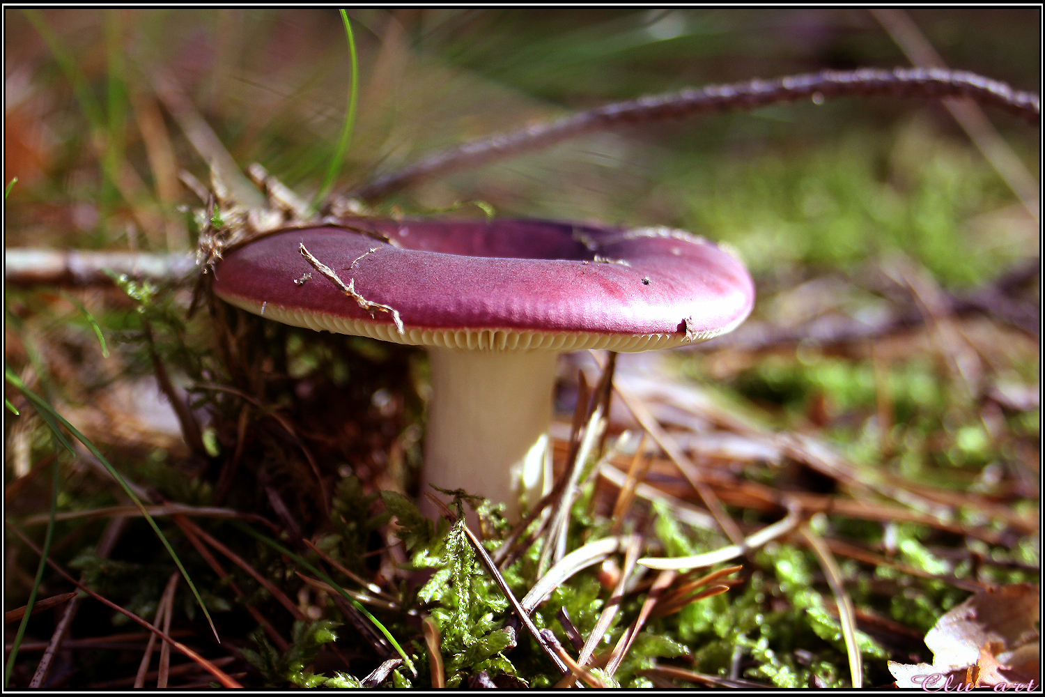 Autumns Picks: Dark Lilac Mushroom