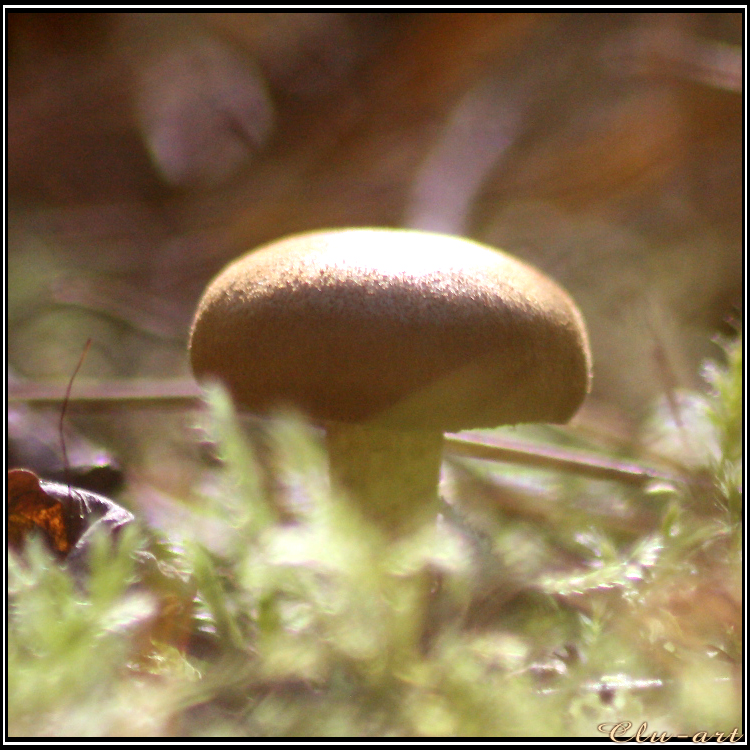 Autumn Picks: Sunbathing Mushroom