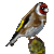 European Goldfinch