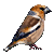 Hawfinch