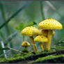 Mushrooms are Forest Gold