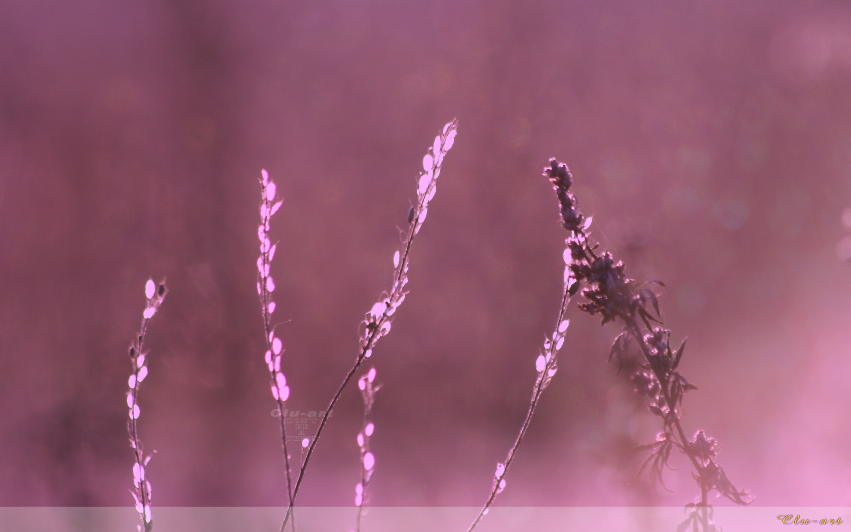 Morning Mist on the Meadow Wallpaper