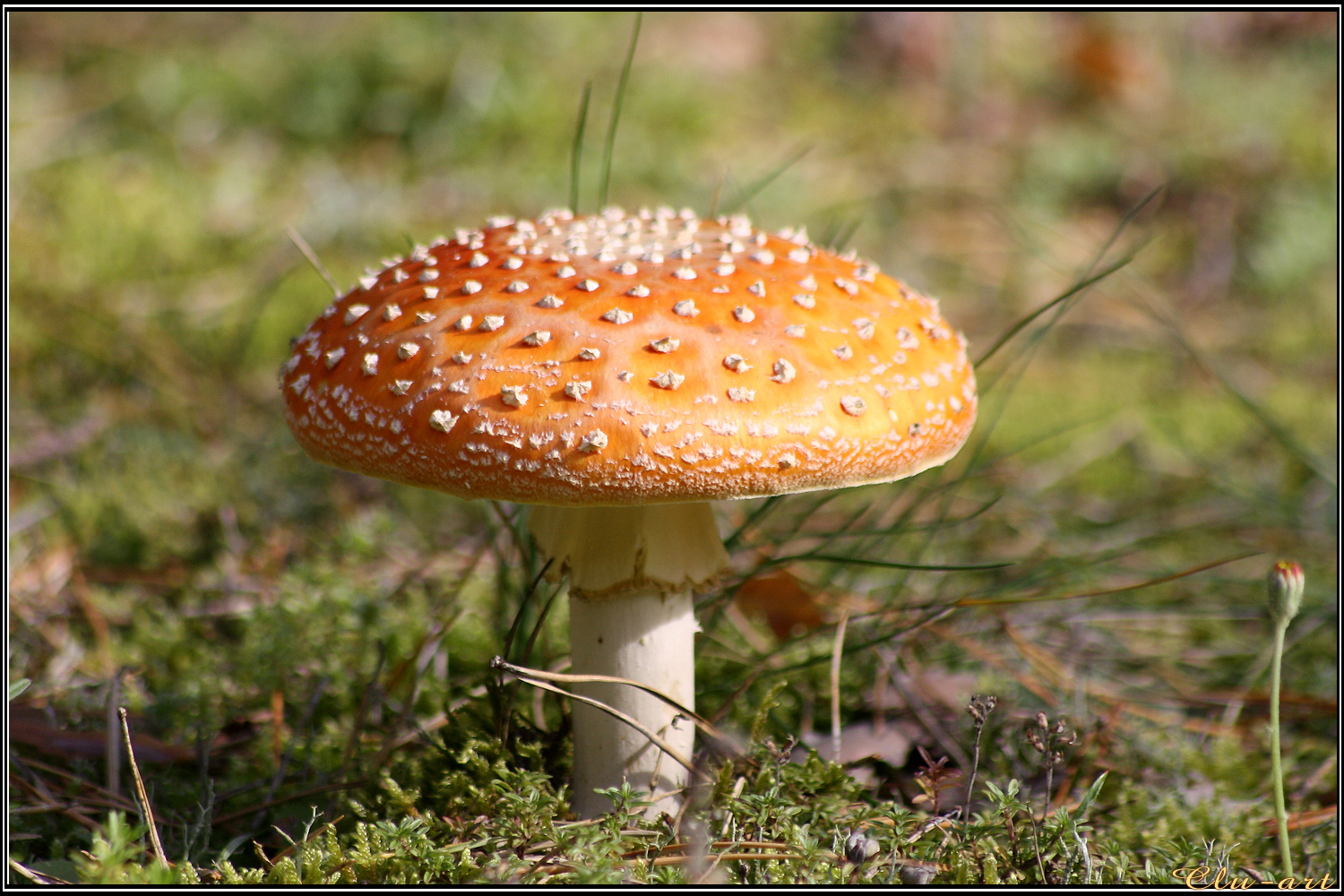 Orange Fly Amanita