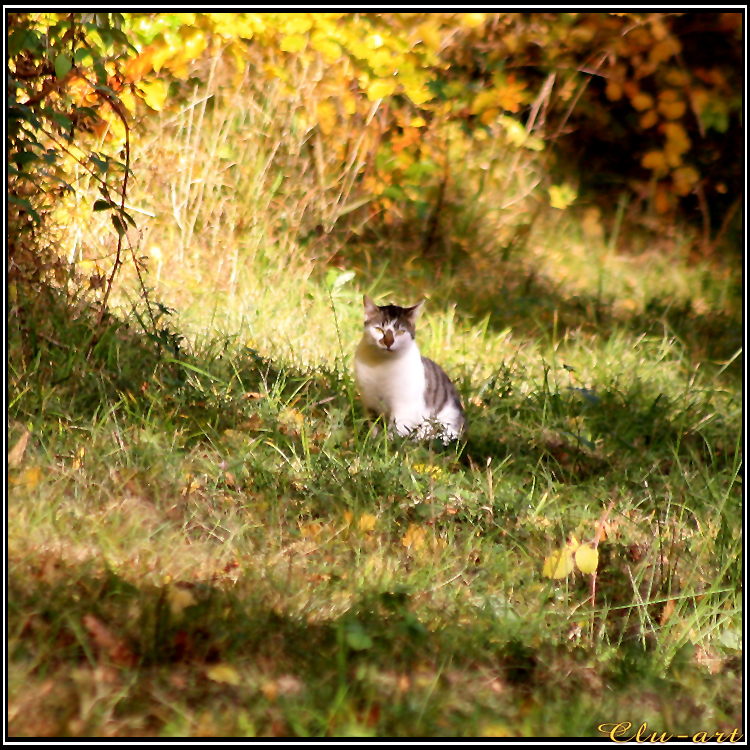 Forest Cat