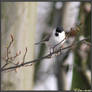 Marsh Tit