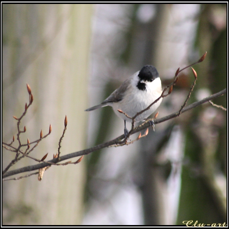 Marsh Tit