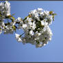 Apple blossoms