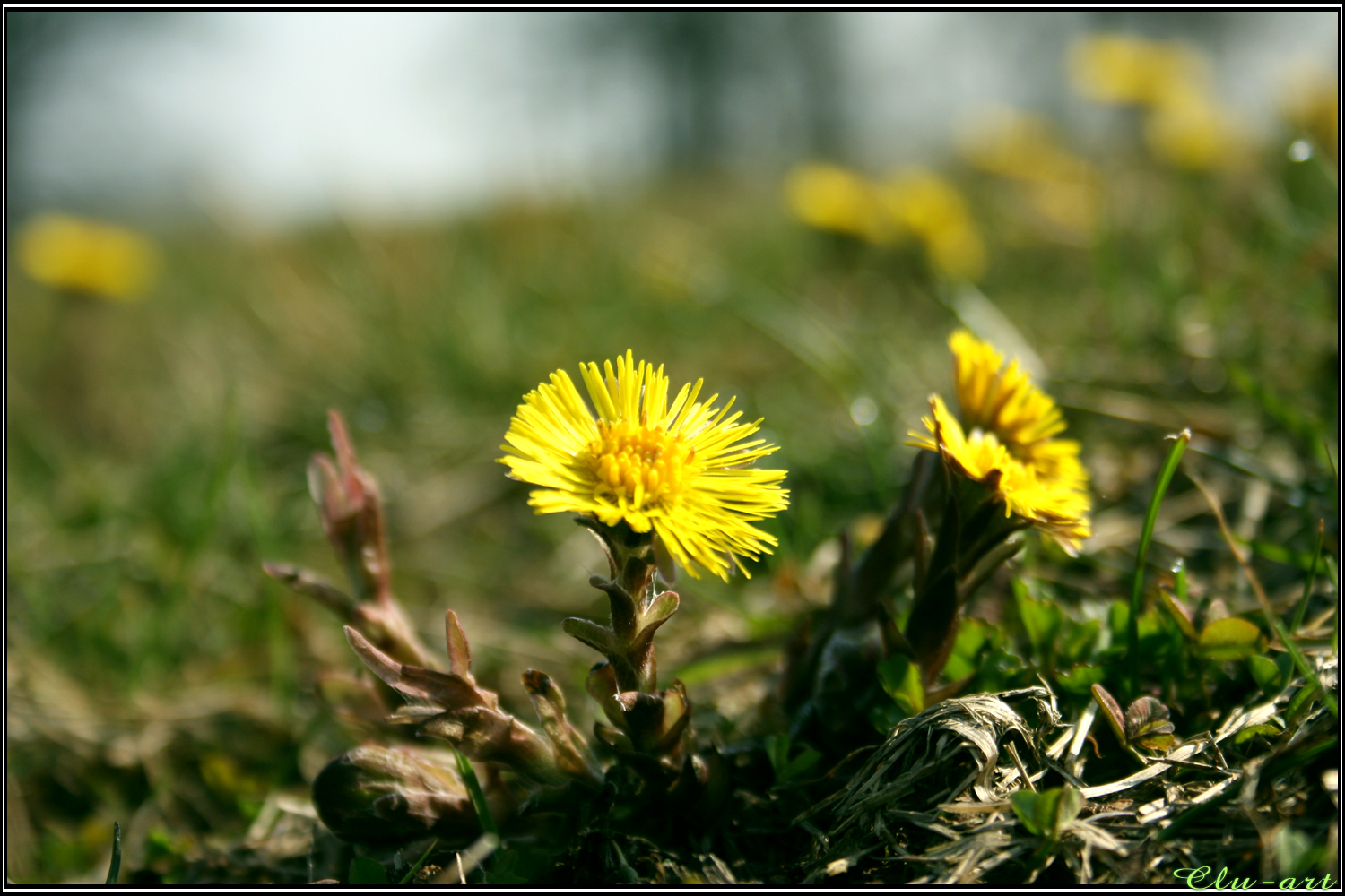 Coltsfoot