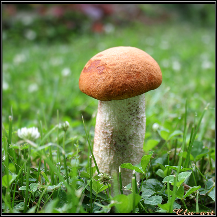 The Orange Birch Bolete or Season Greetings