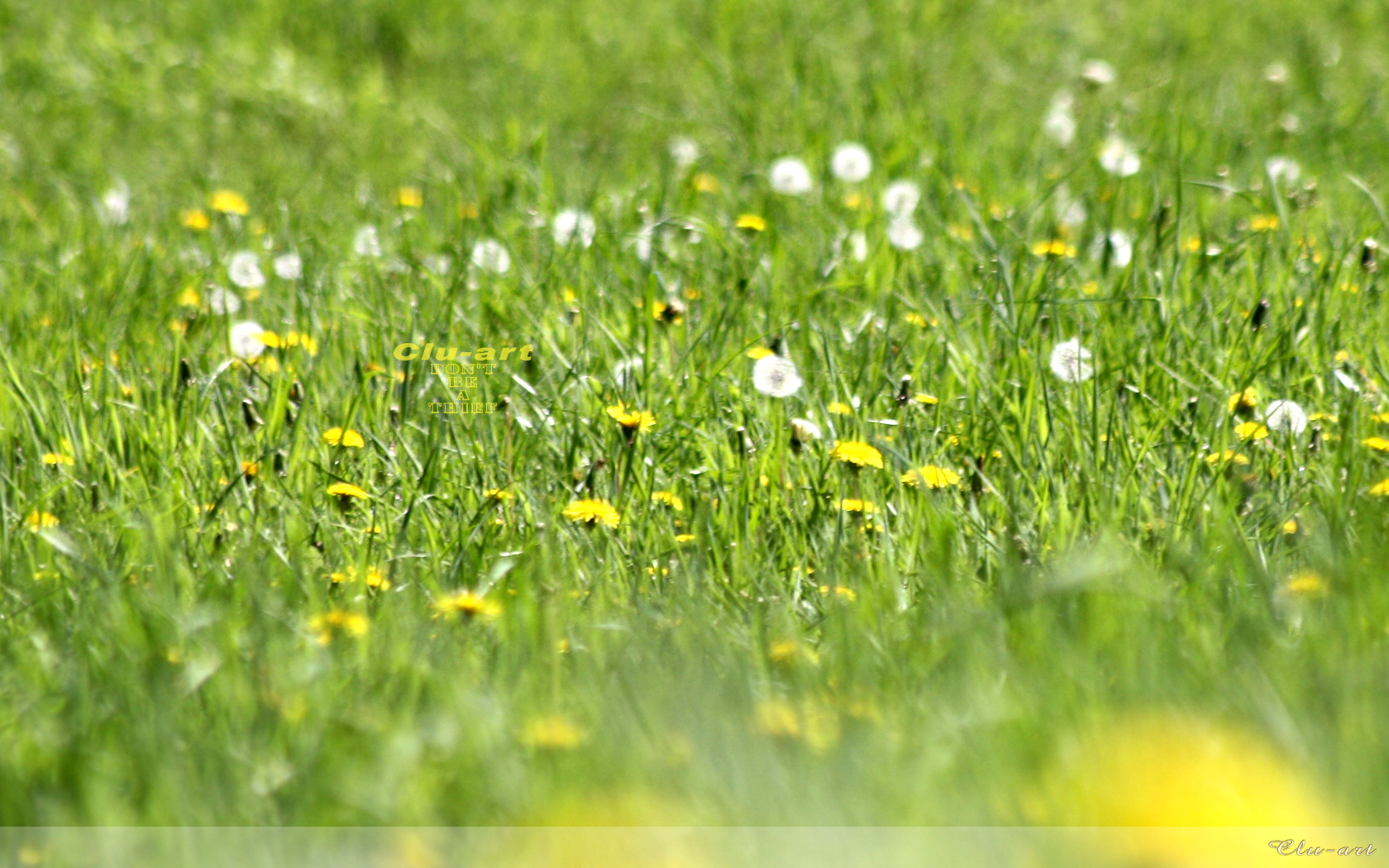 Dandelion Meadow Wallpaper