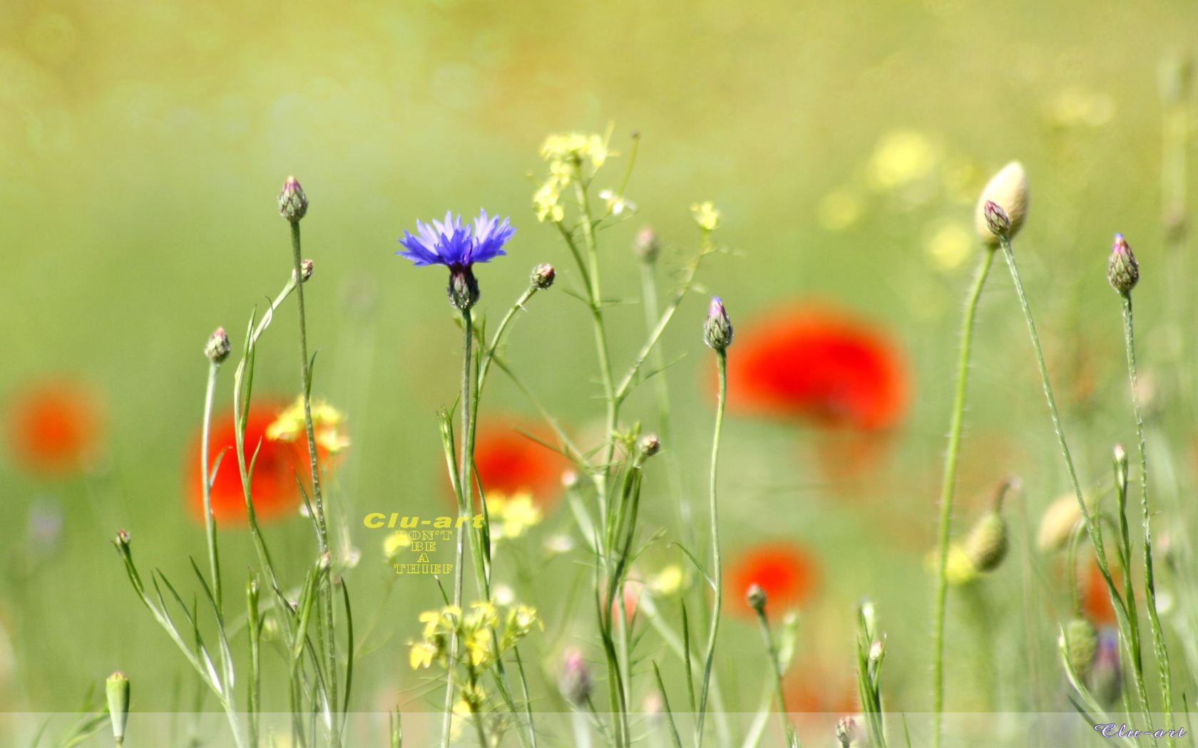 Summer Meadow Wallpaper