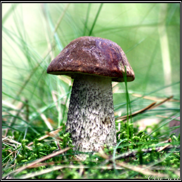 Autumn Picks: Birch Bolete