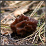 Spring Encounter: False Morel