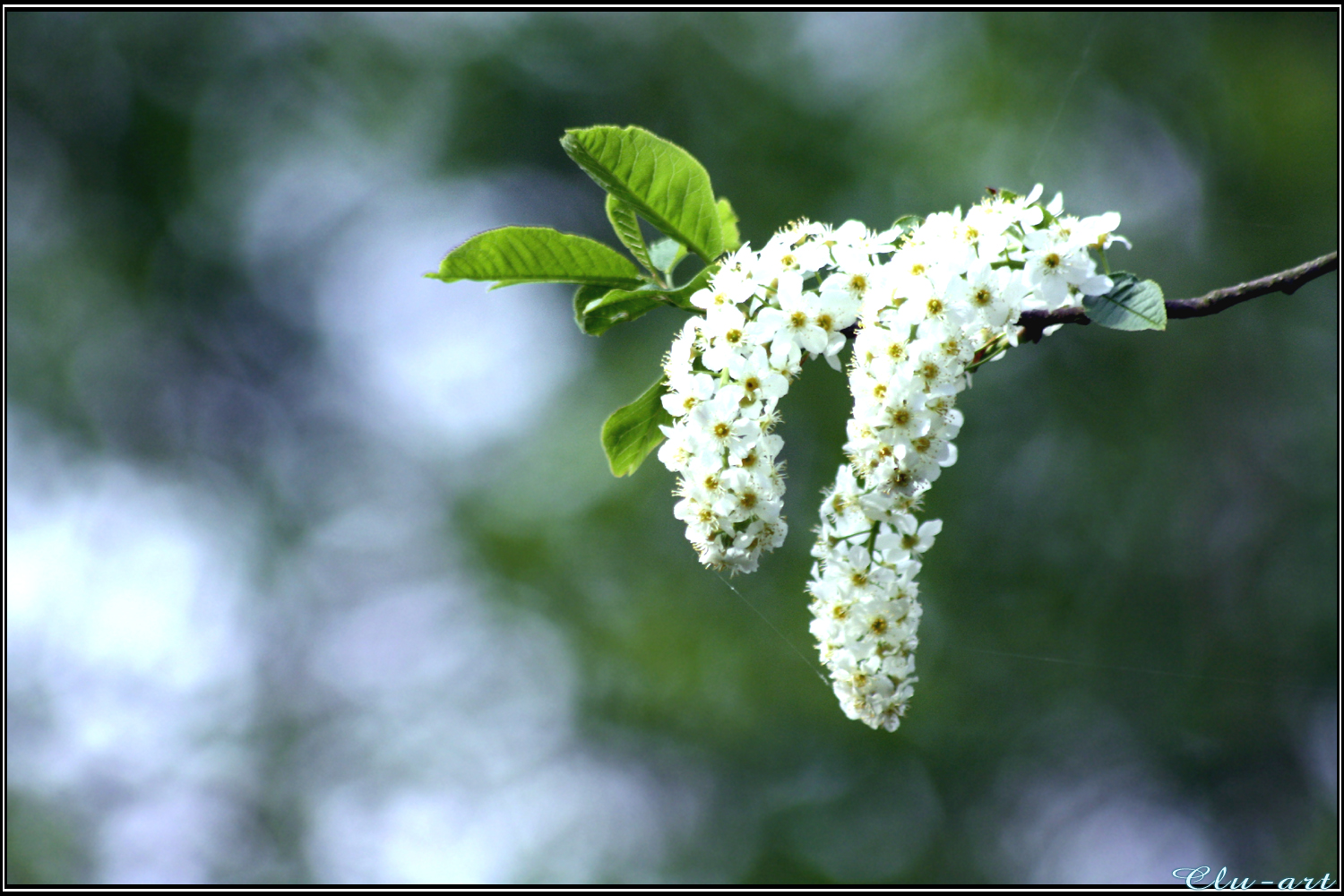 May sticks