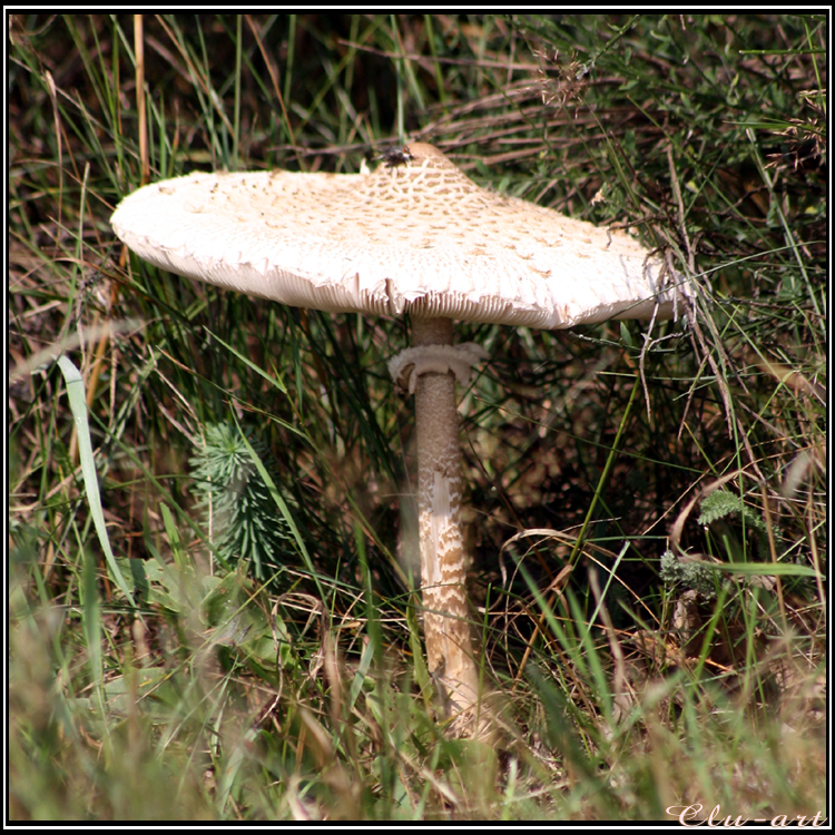 Summer Find: 1st Parasol Mushroom