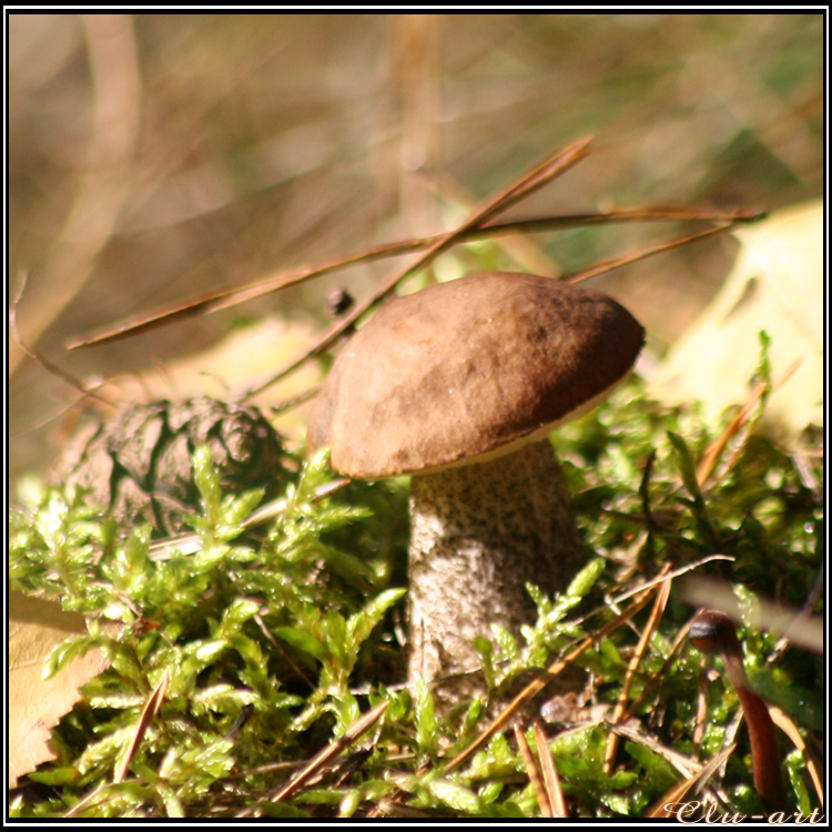 Autumn Picks: Birch Bolete