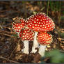 Autumn Picks: Fly Agarics