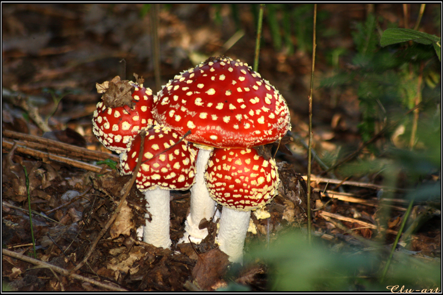 Autumn Picks: Fly Agarics