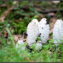 Autumn Picks: Shaggy Ink Cap