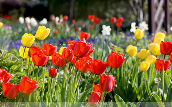 Spring Garden Wallpaper