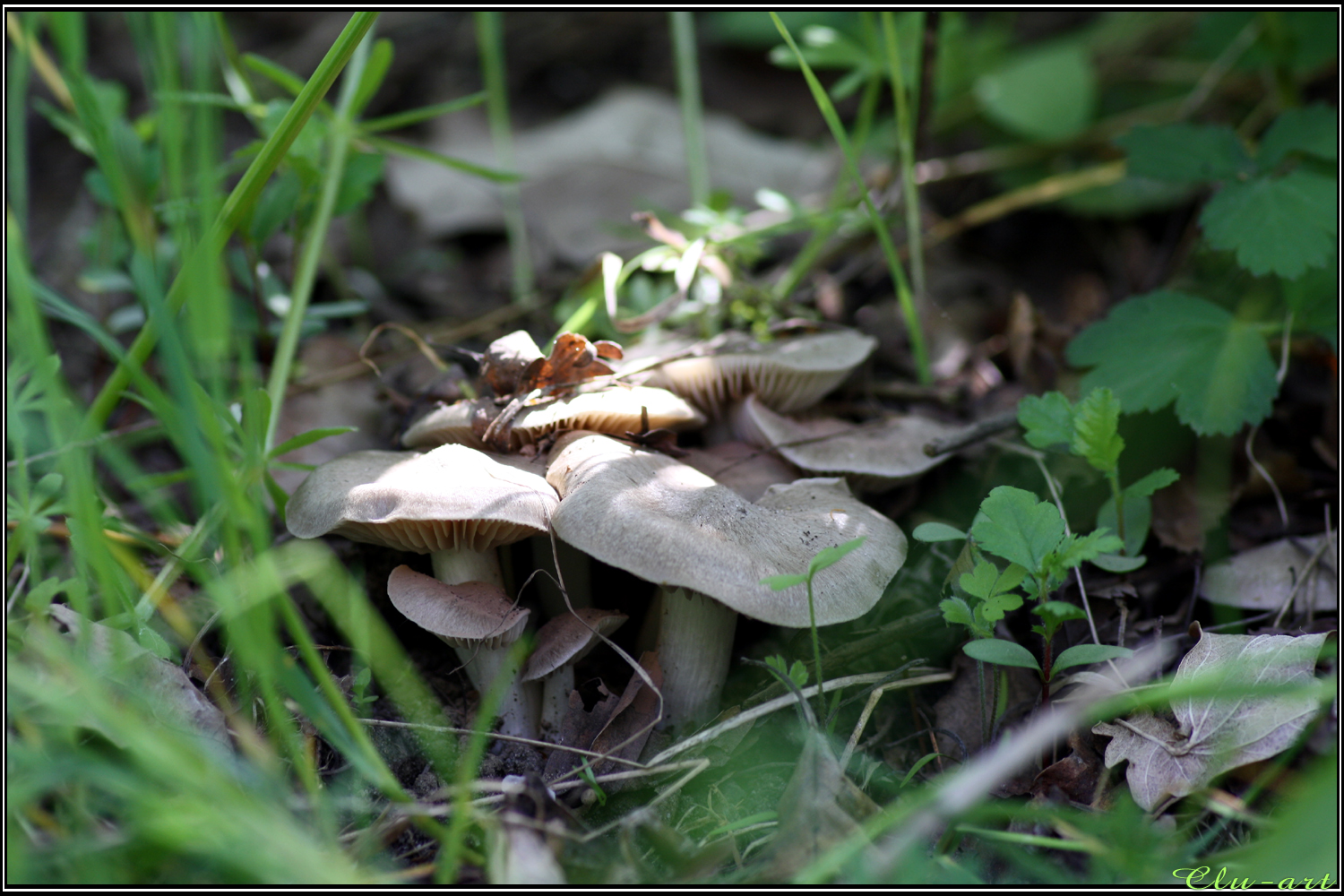 Spring Encounter: Entoloma clypeatum