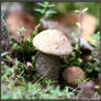 Summer Find: Bright Birch Bolete