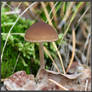 Autumn Picks: Psathyrella hydrophila