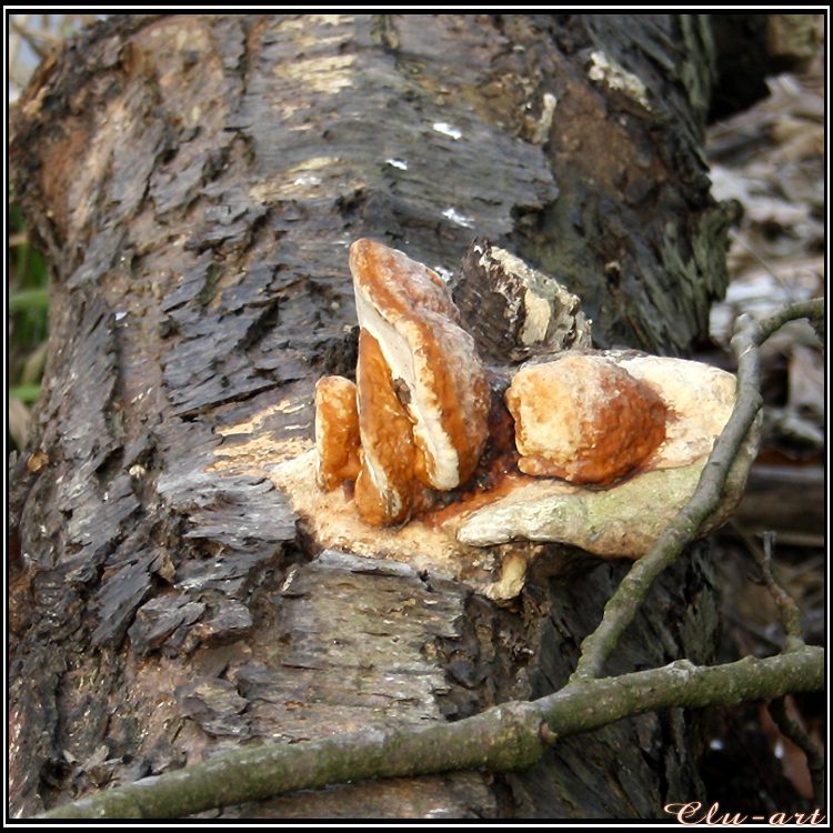 Winter Spotlight: Tinder Fungus